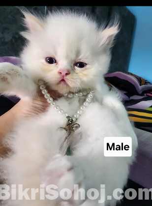 Parsian kitten